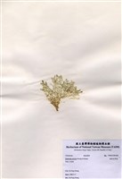 藏品(楔形仙掌藻)的圖片